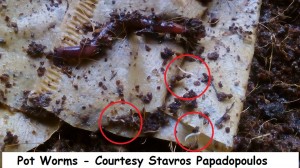 Pot Worms - Courtesy Stavros Papadopoulos 2 wm              